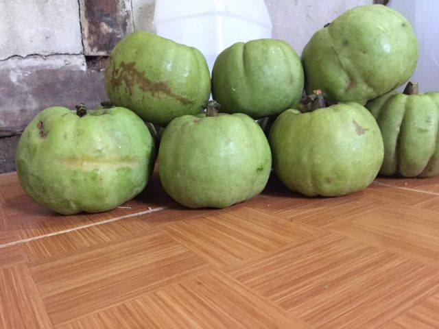 Quả tai chua - 150k/kg